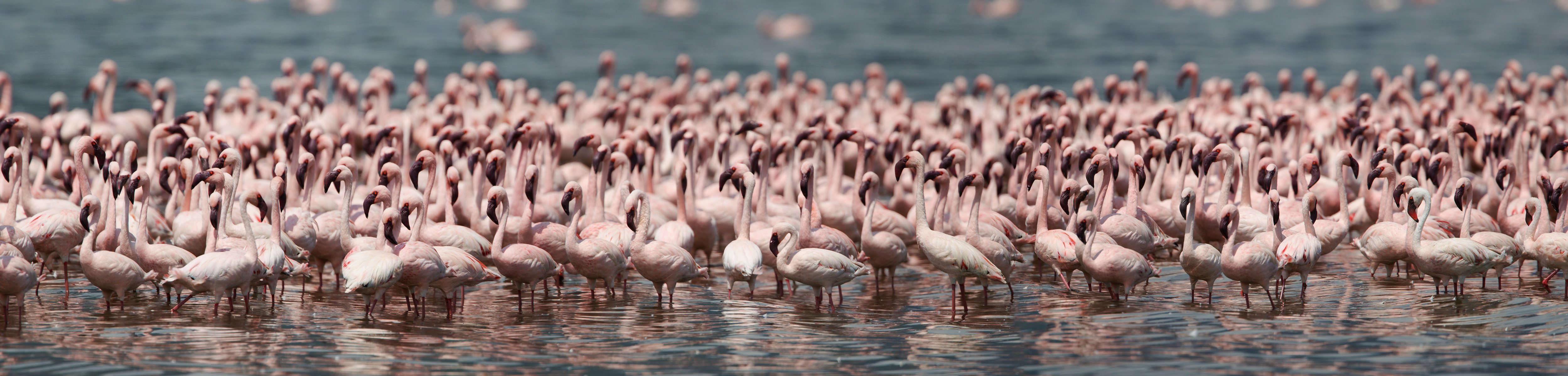 flamencos aves población