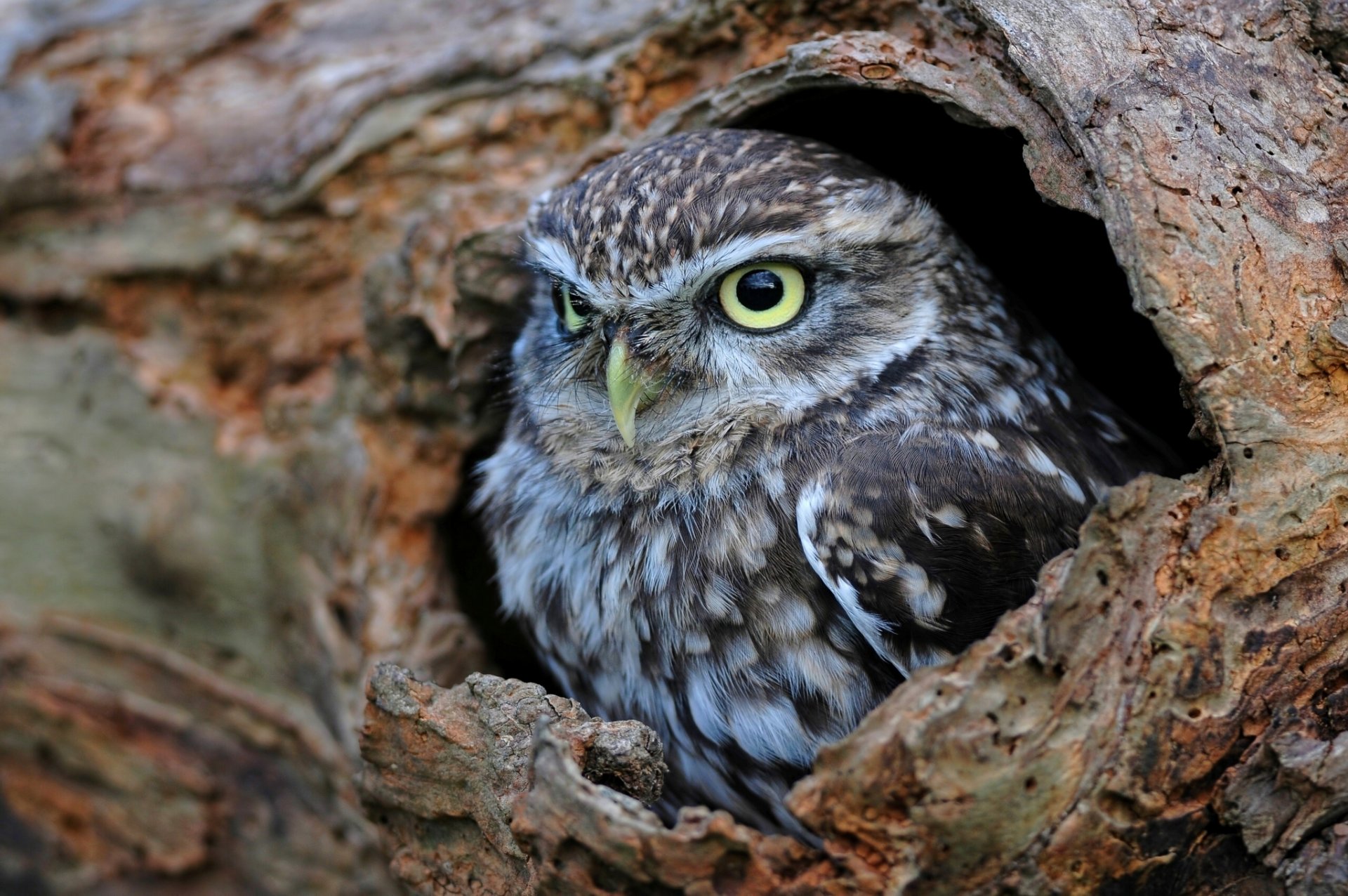 hibou domestique hibou creux