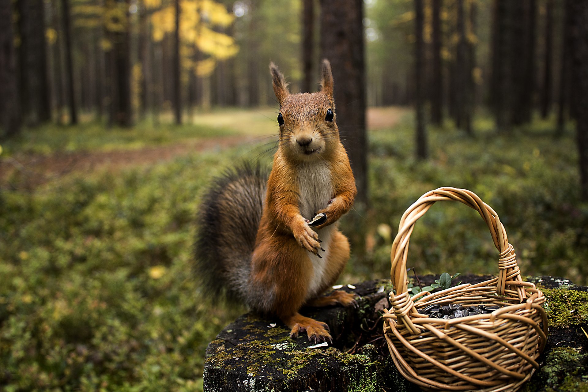 foresta natura scoiattolo ceppo animali scoiattolo cesto semi