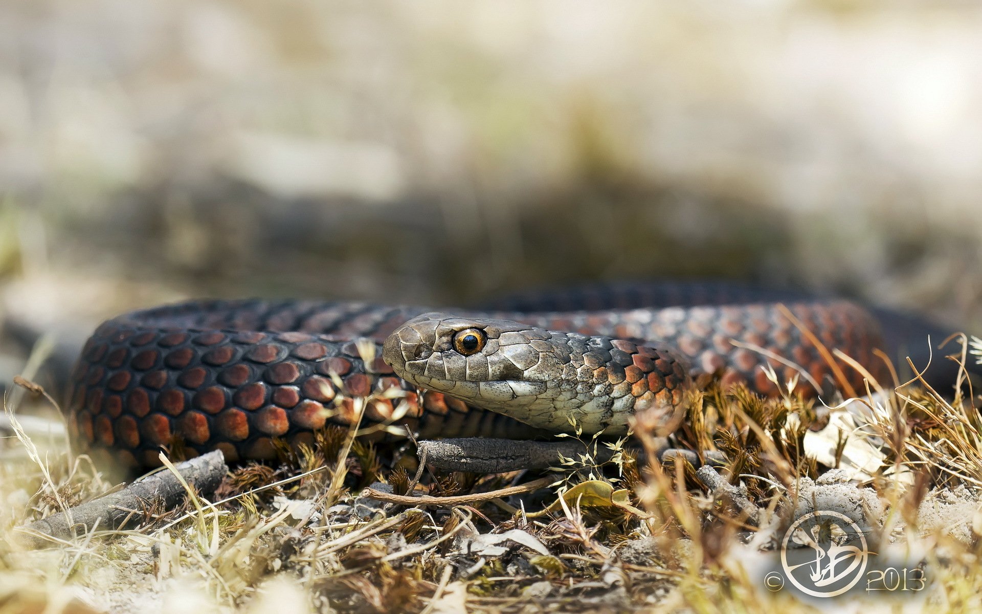 serpent nature fond