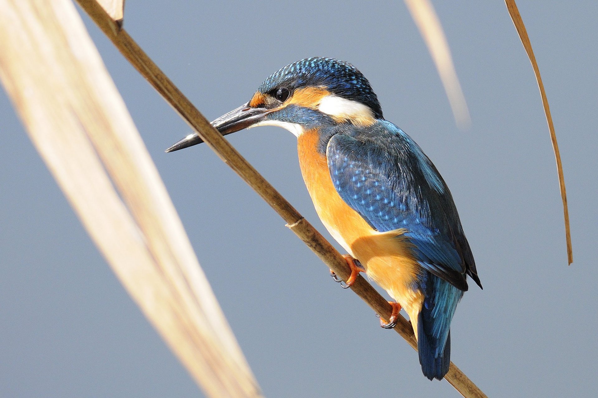 zweig blätter vogel eisvogel hintergrund