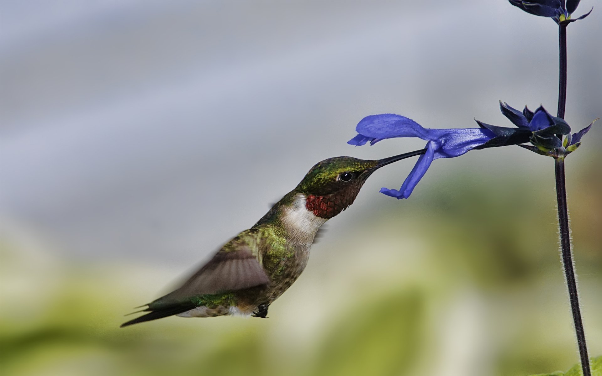 vogel kolibri fliegen blume makro