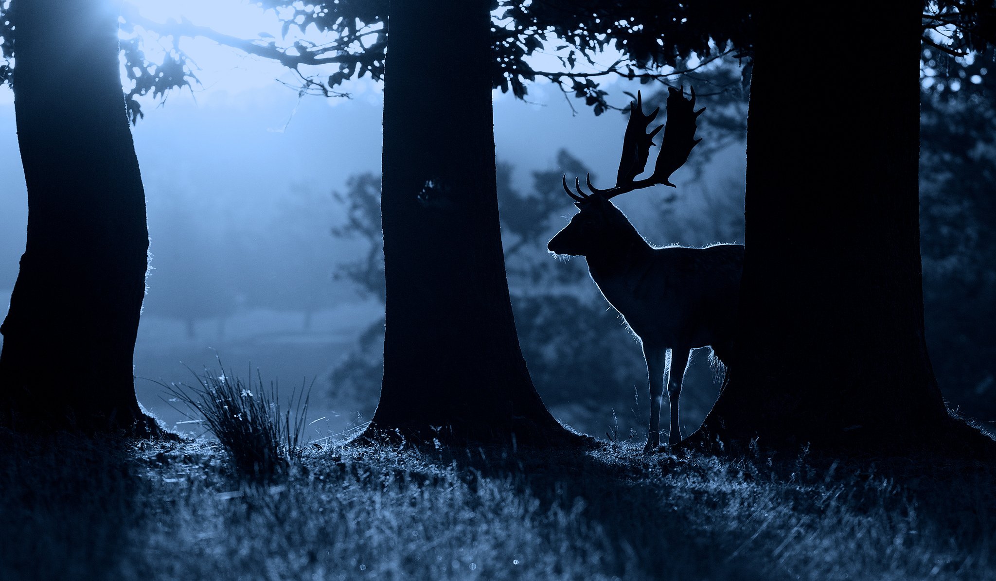 reindeer nature night silhouette animal