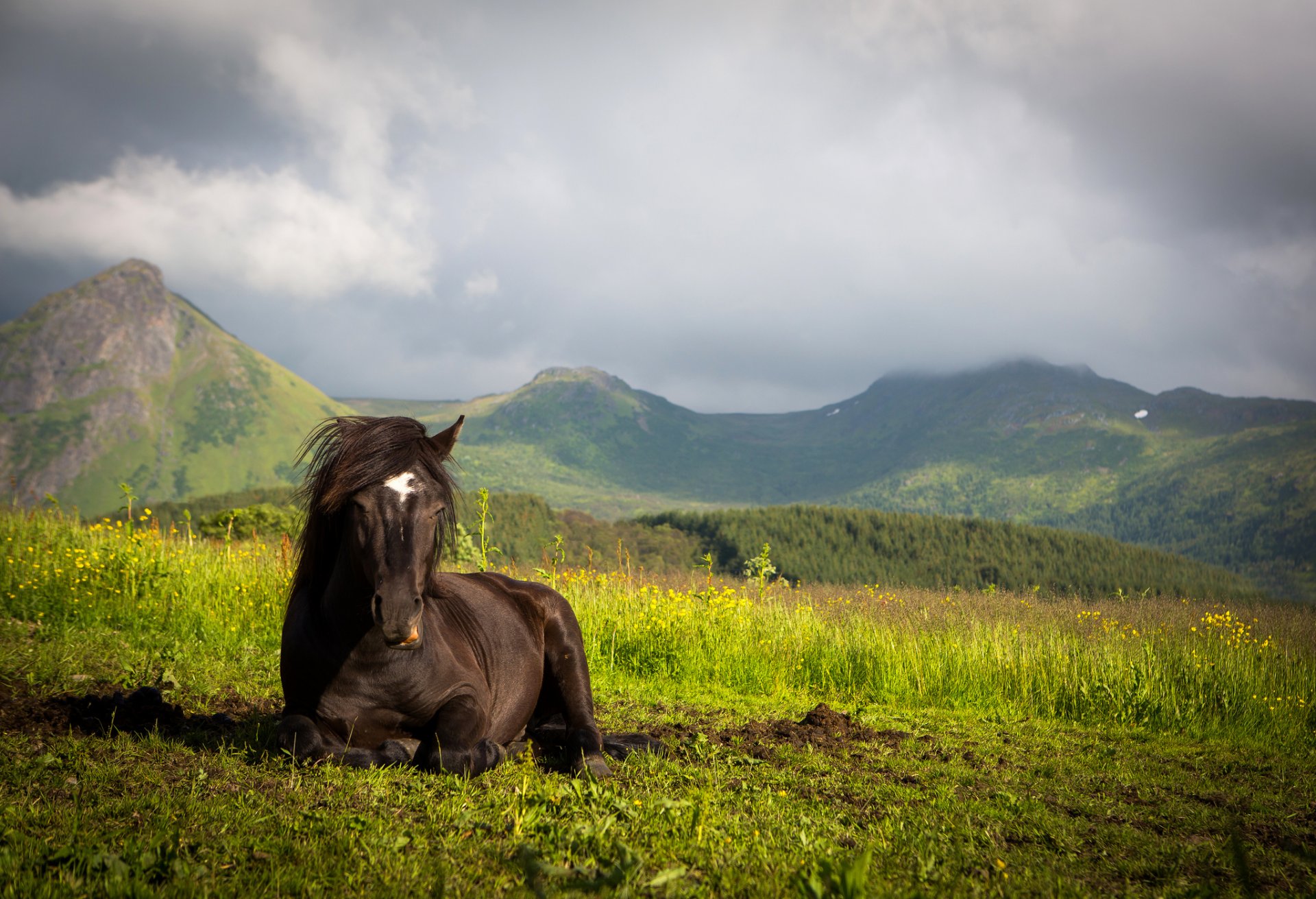 berge wiese pferd