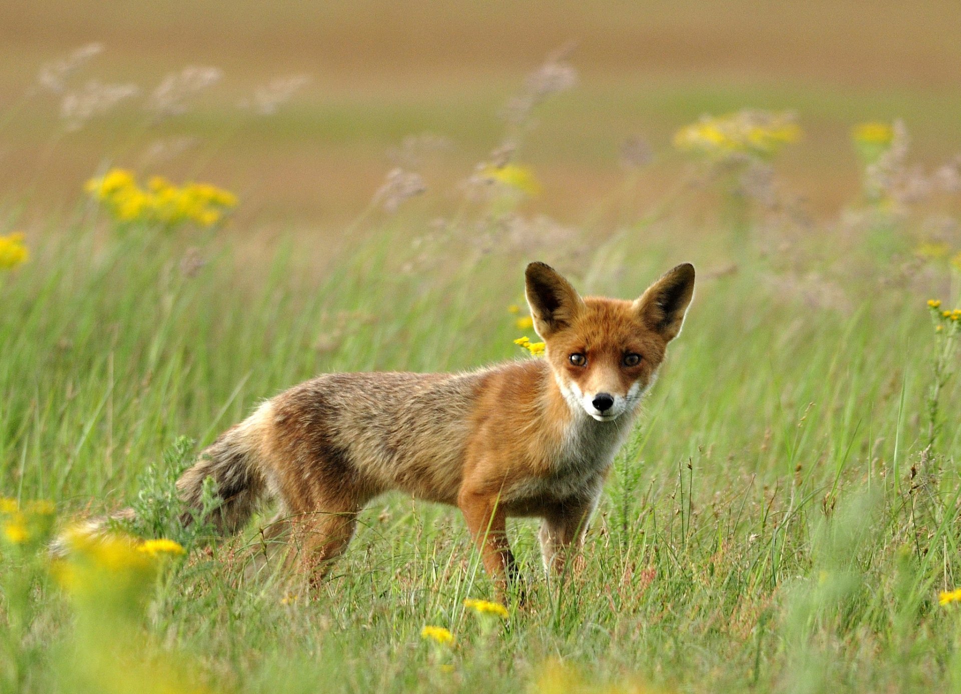 field grass fox red fox