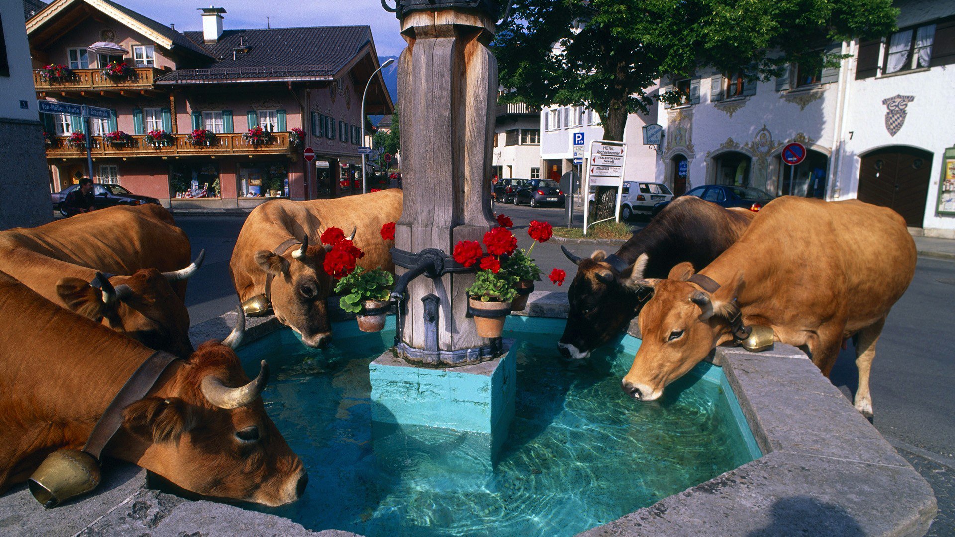 città fontana abbeveratoio alpi mucche fiori case campana