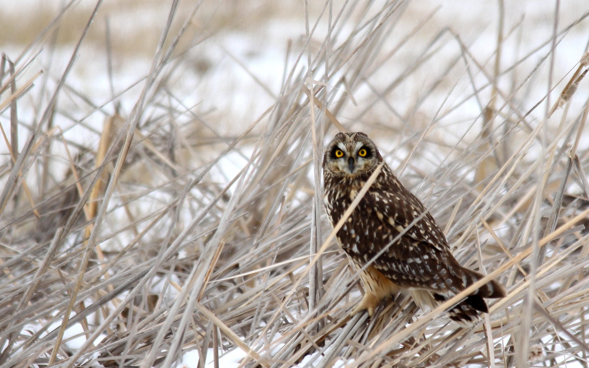 búho pájaro hierba seco nieve invierno