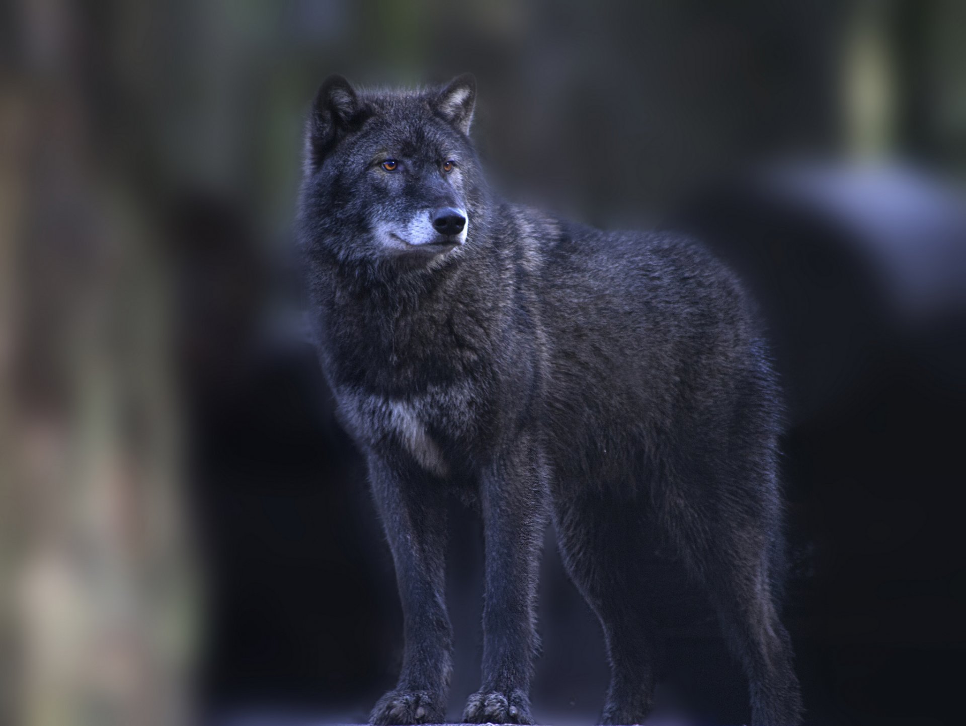 wolf grau steht schaut