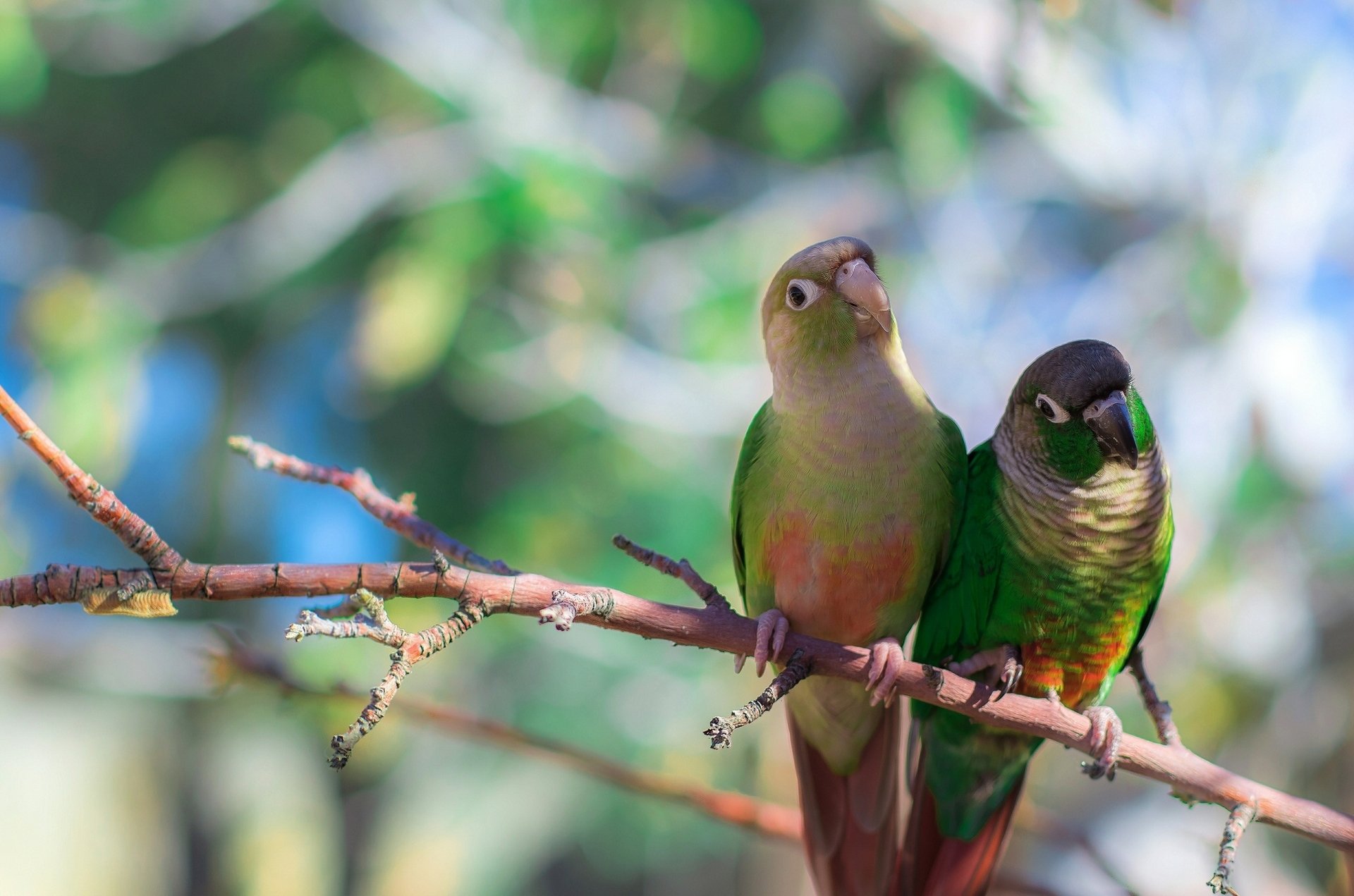 loro de cola roja de hojas verdes periquitos pájaros rama