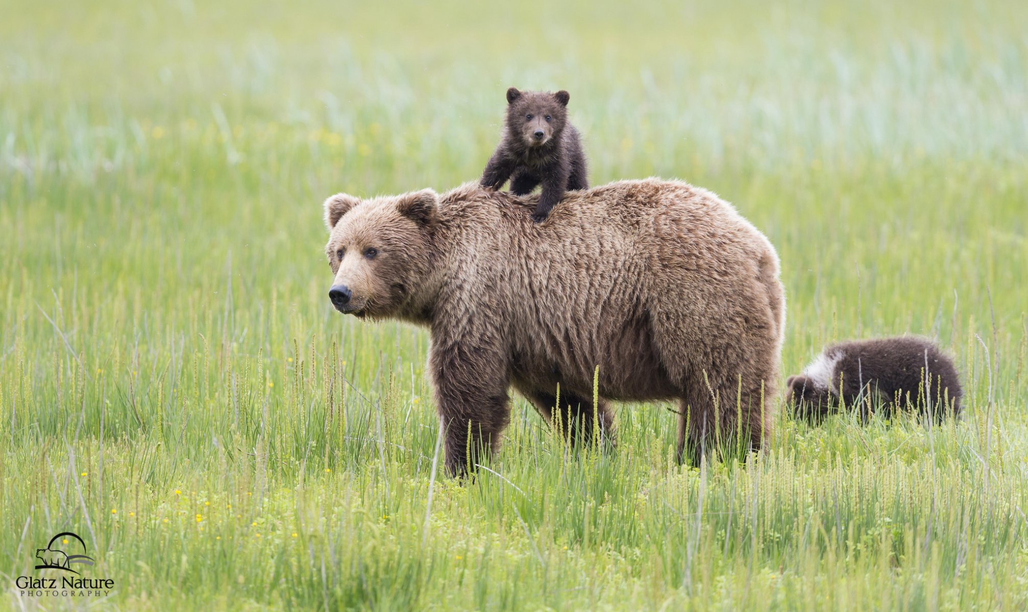 clark lake national park alaska bears bear cubs motherhood meadow