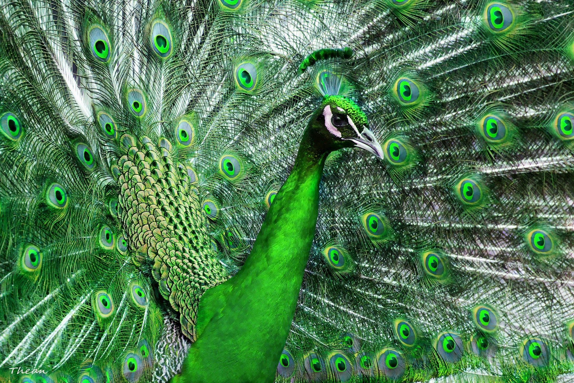 peacock poultry tail feathers nice green