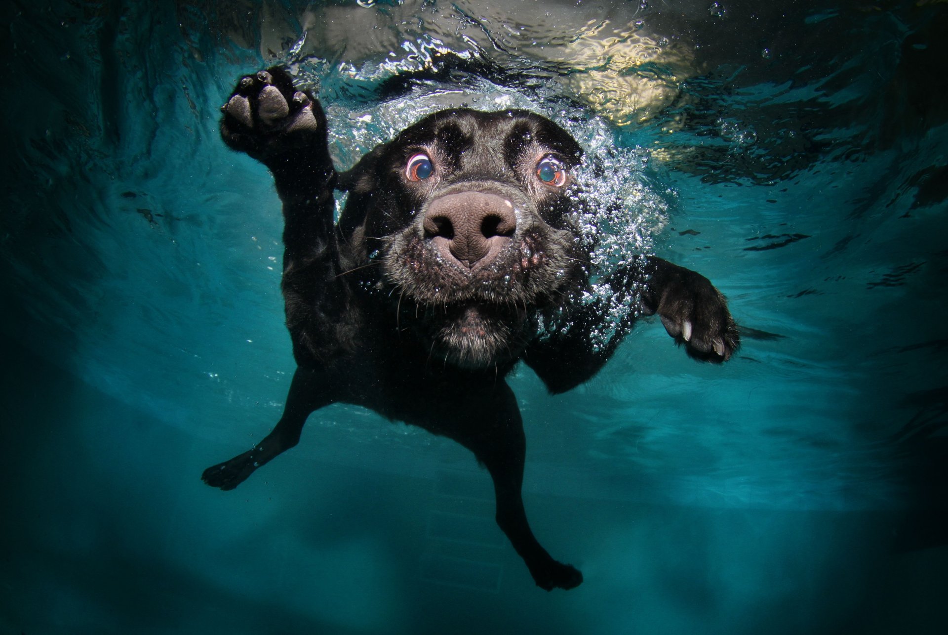 dog black in water water swimming face feet