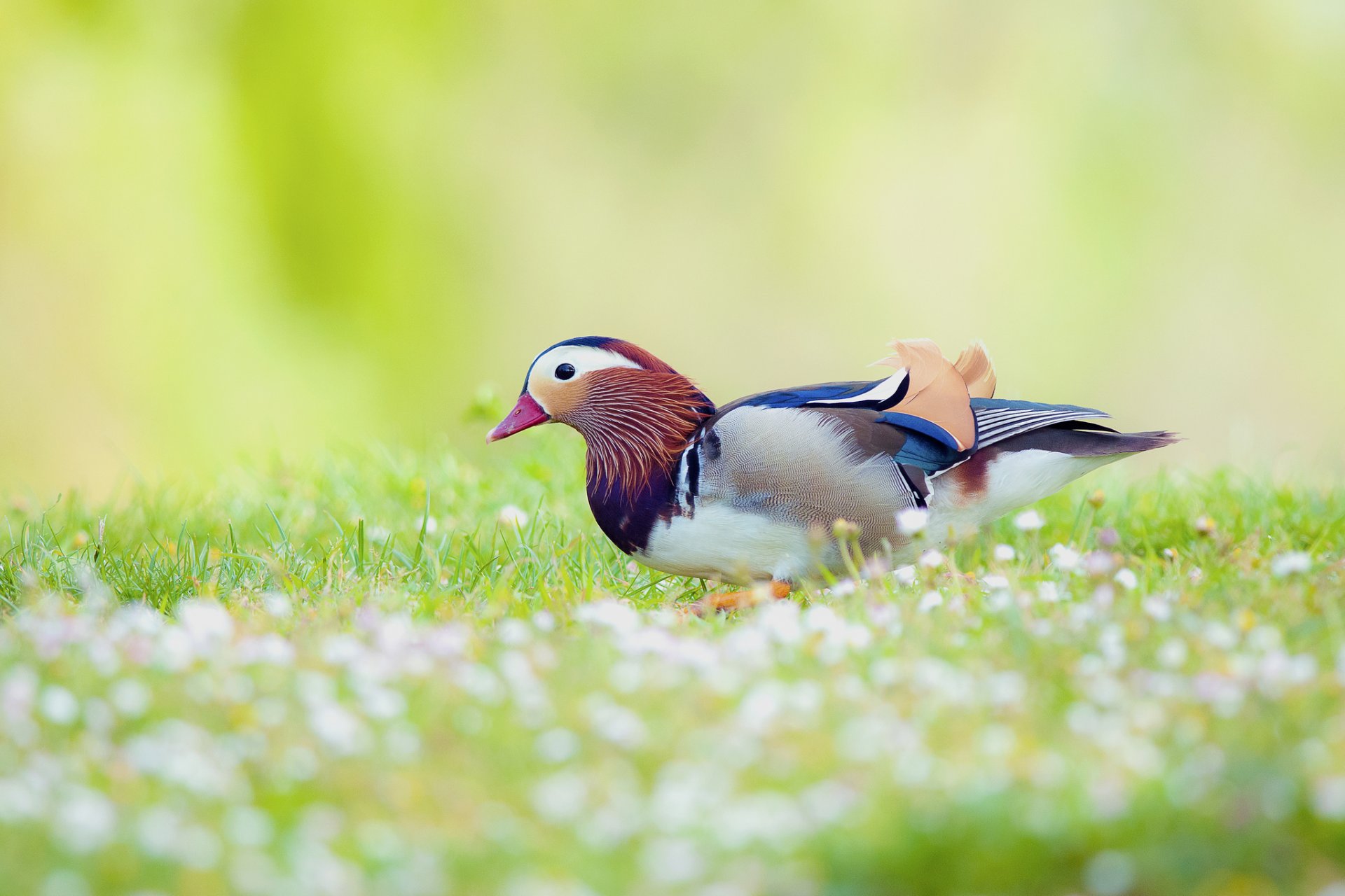 mandarine canard oiseau champ fleurs flou