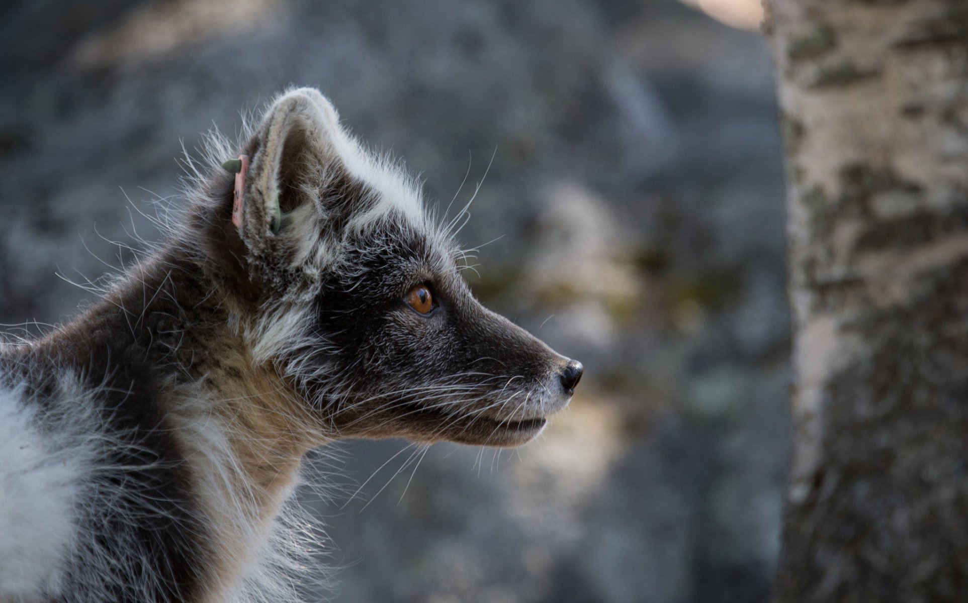 fox polar arctic fox portrait in the summer fur