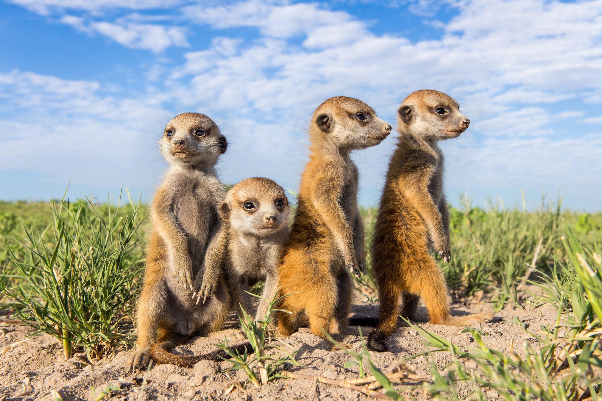 animaux suricates museaux