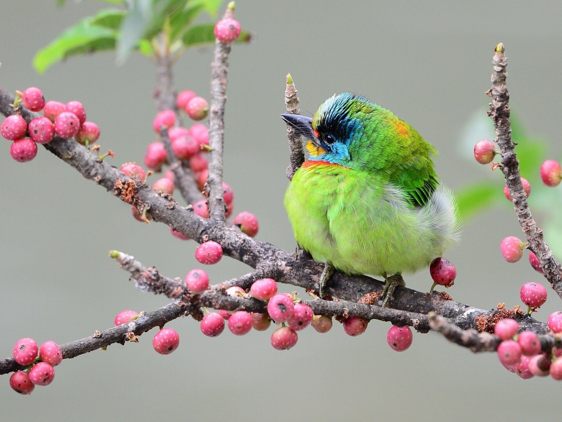 vogel taiwanesischer schwarzbarbenbart asiatischer specht zweig beeren