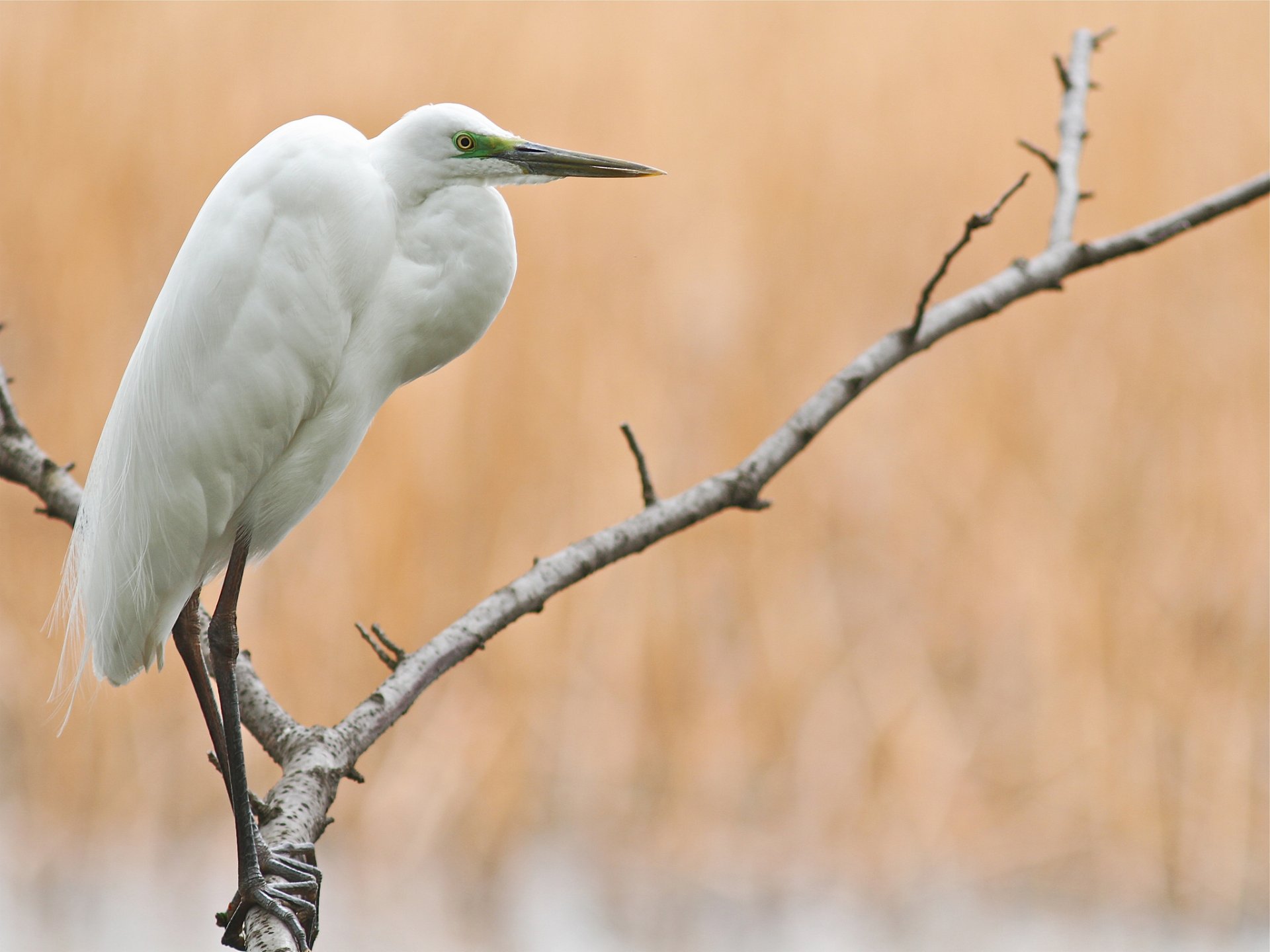 tree branches poultry heron great white