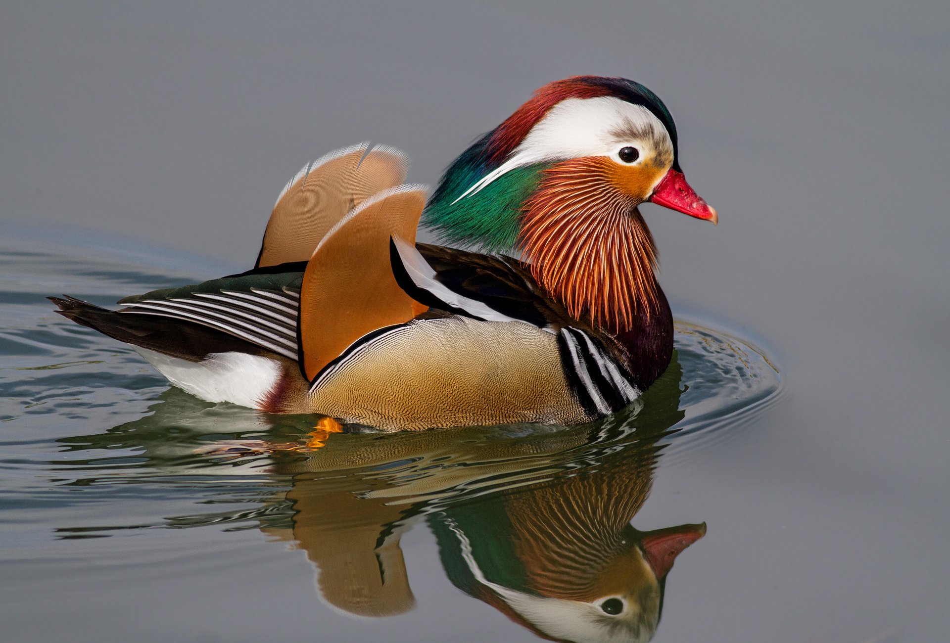 oiseau canard mandarine eau réflexion cercles