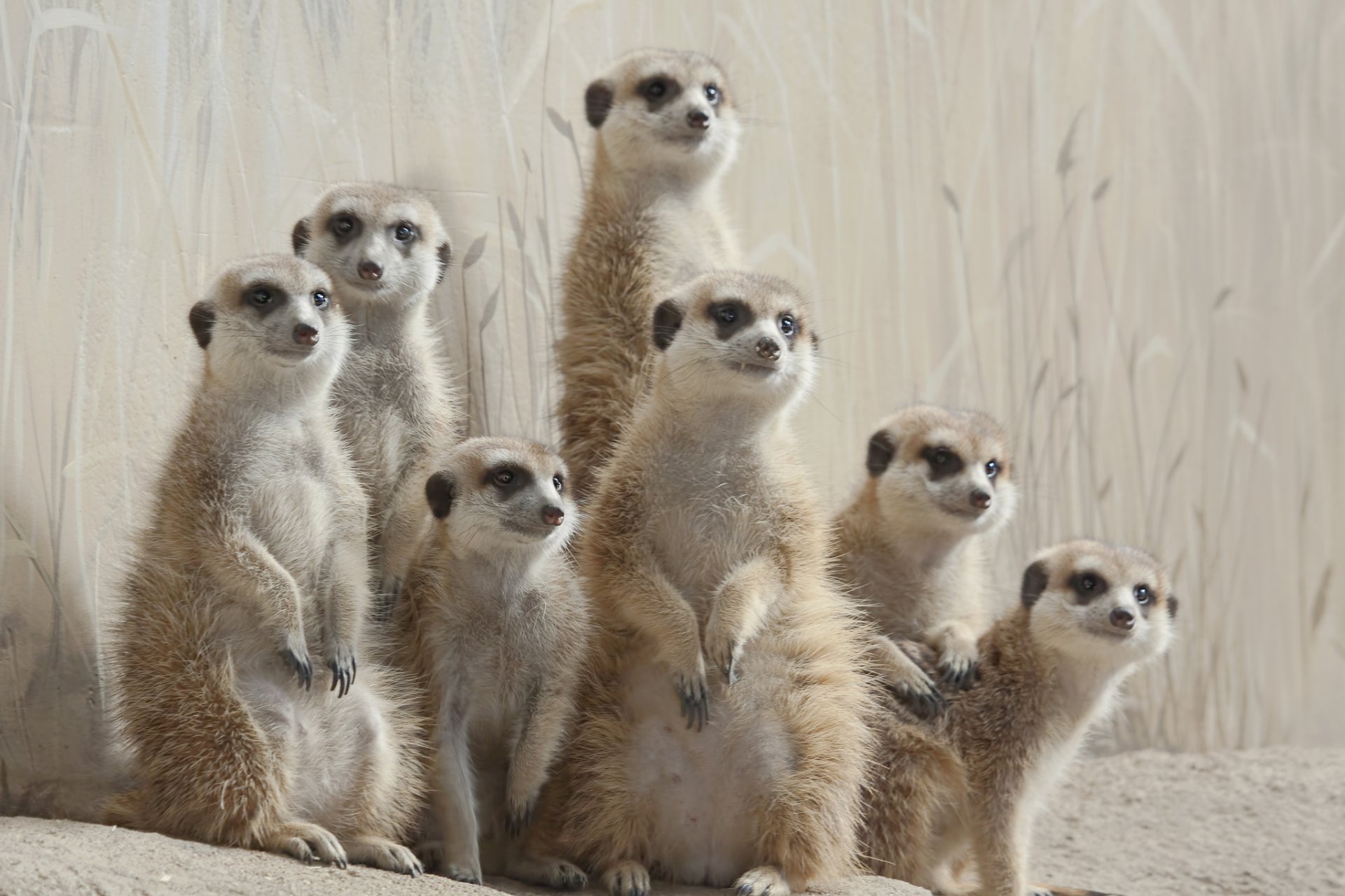 suricates famille pose