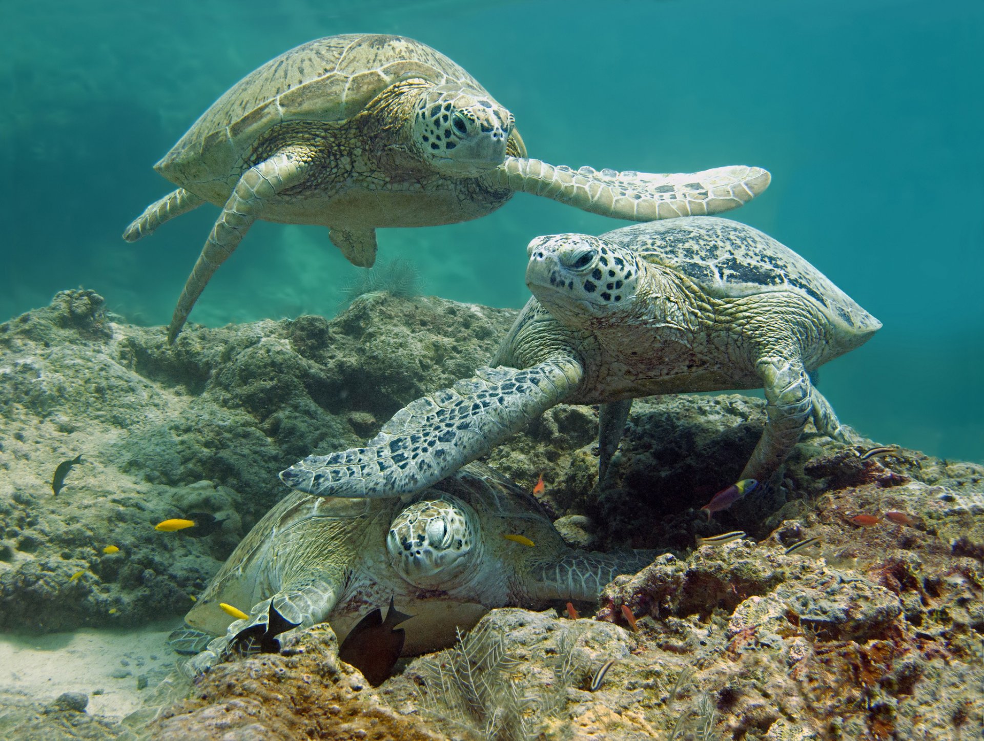 meer boden fische schildkröten