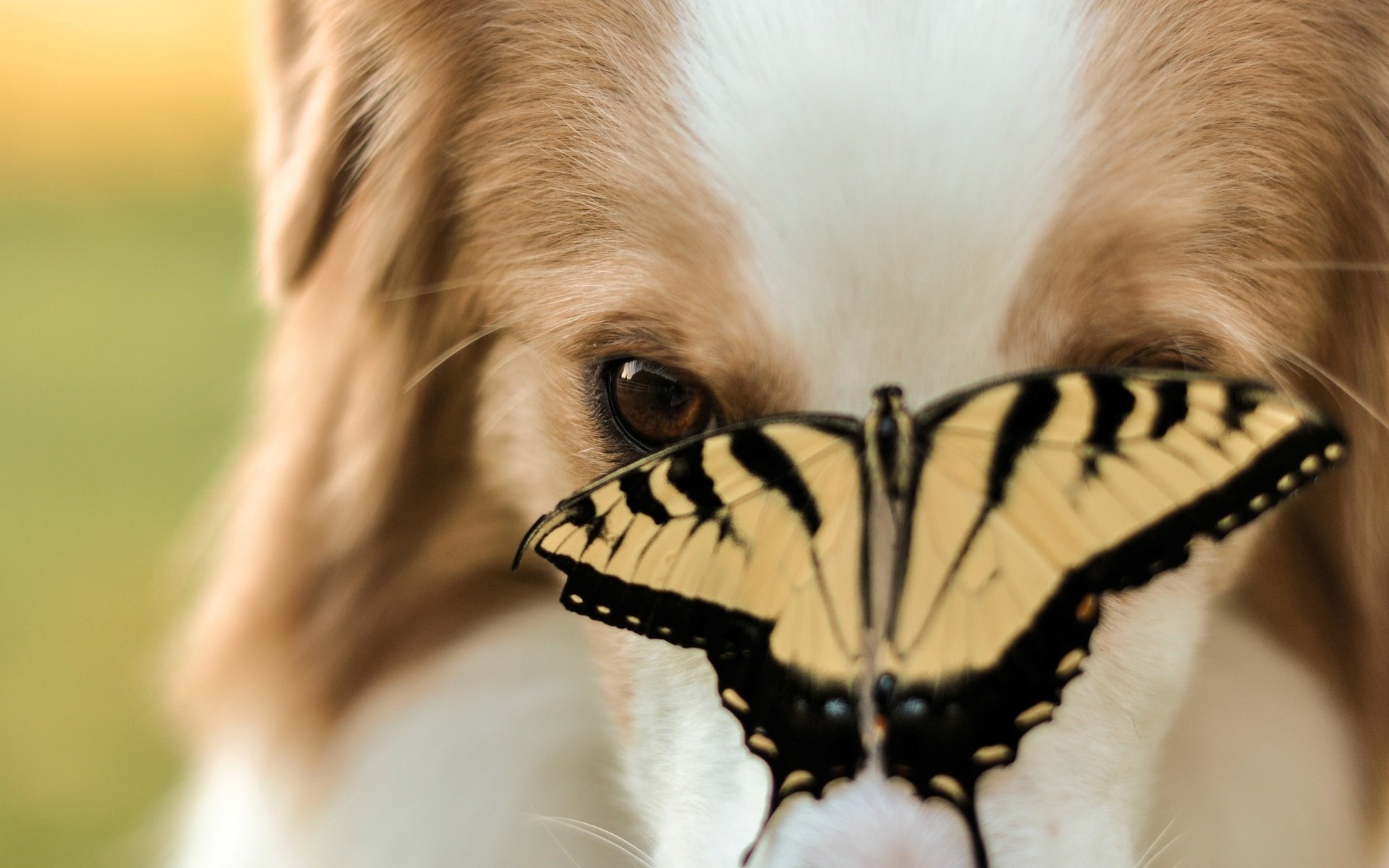 animals dog dog muzzle butterfly insect blur background wallpaper widescreen fullscreen widescreen widescreen