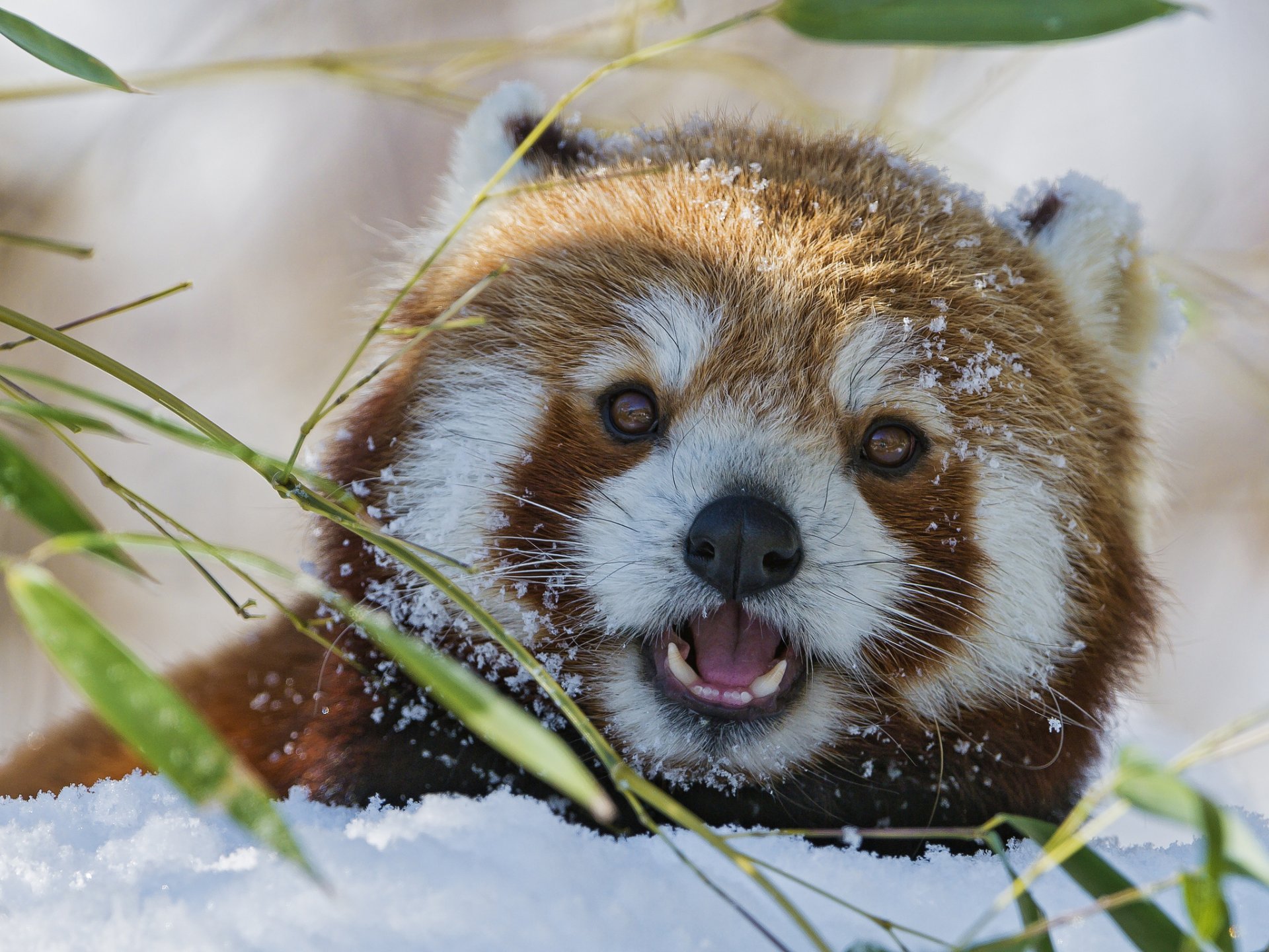 красная панда firefox бамбук снег морда зима малая панда ©tambako the jaguar