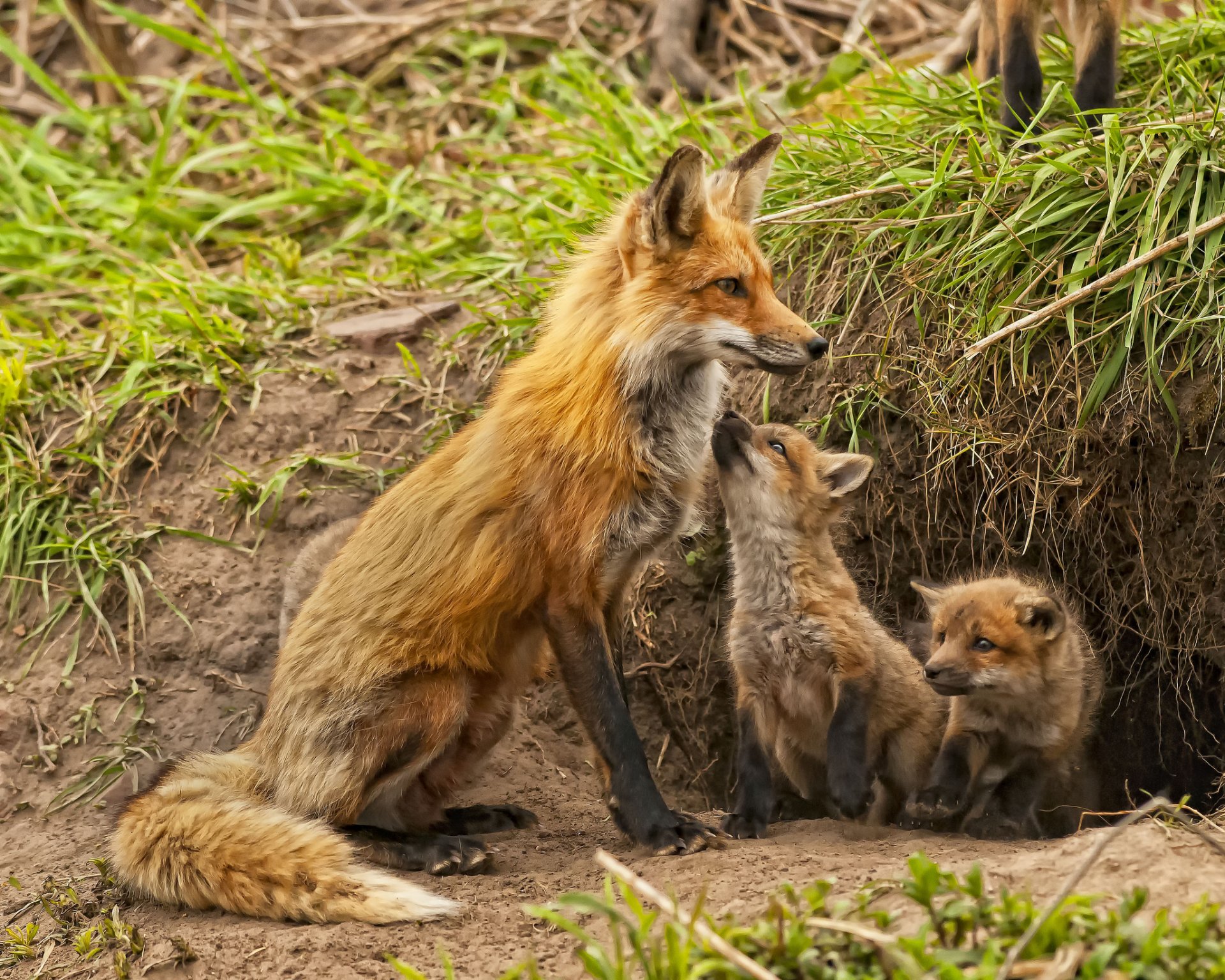 fuchs fuchs mutterschaft kleinkinder jungtiere nora