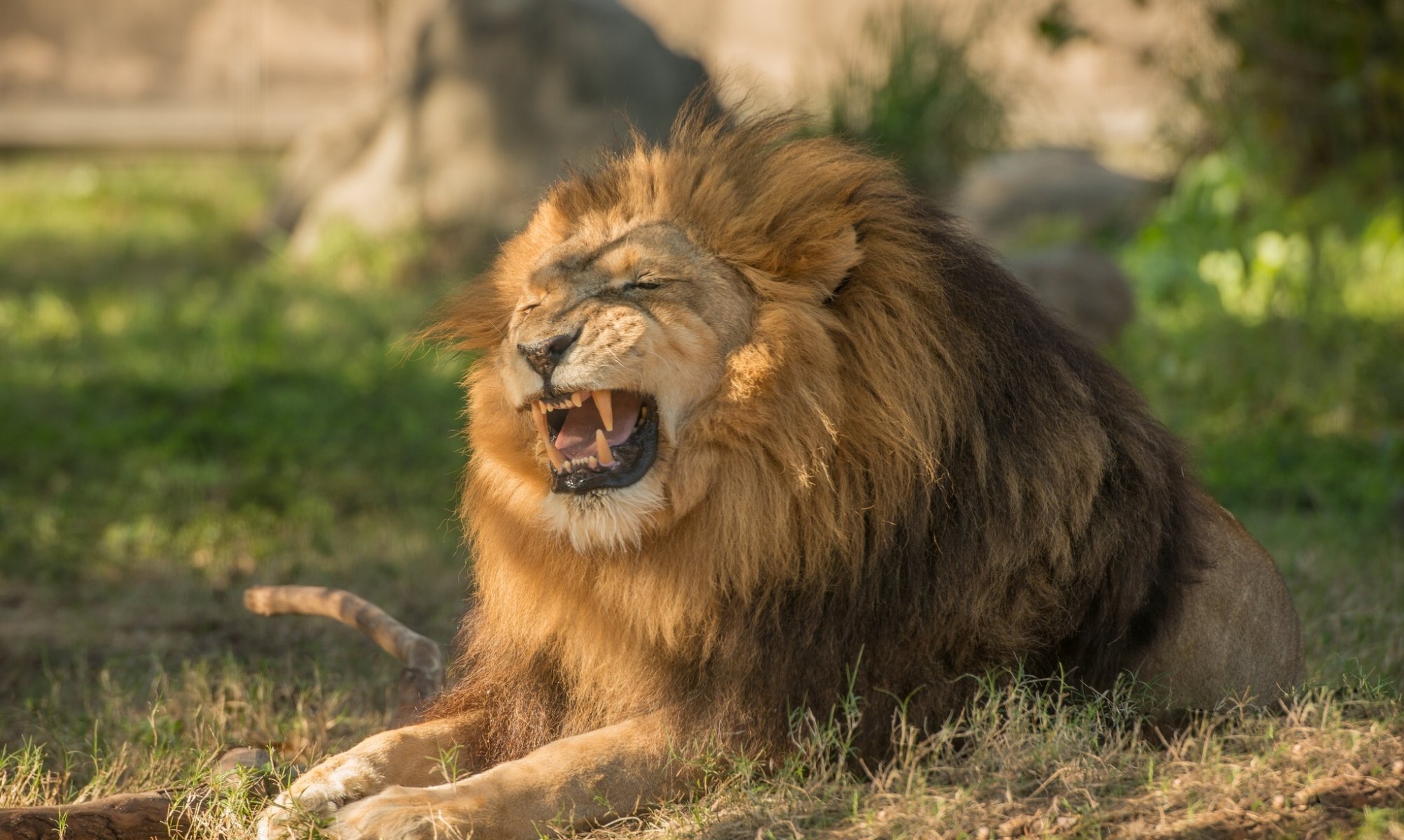 leone re degli animali predatore criniera ringhio