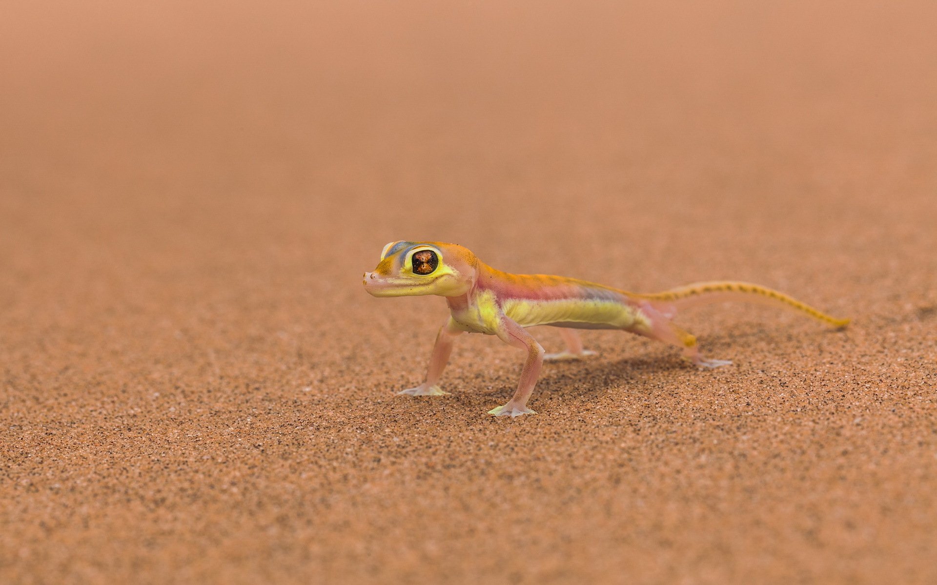 marte lagarto fondo