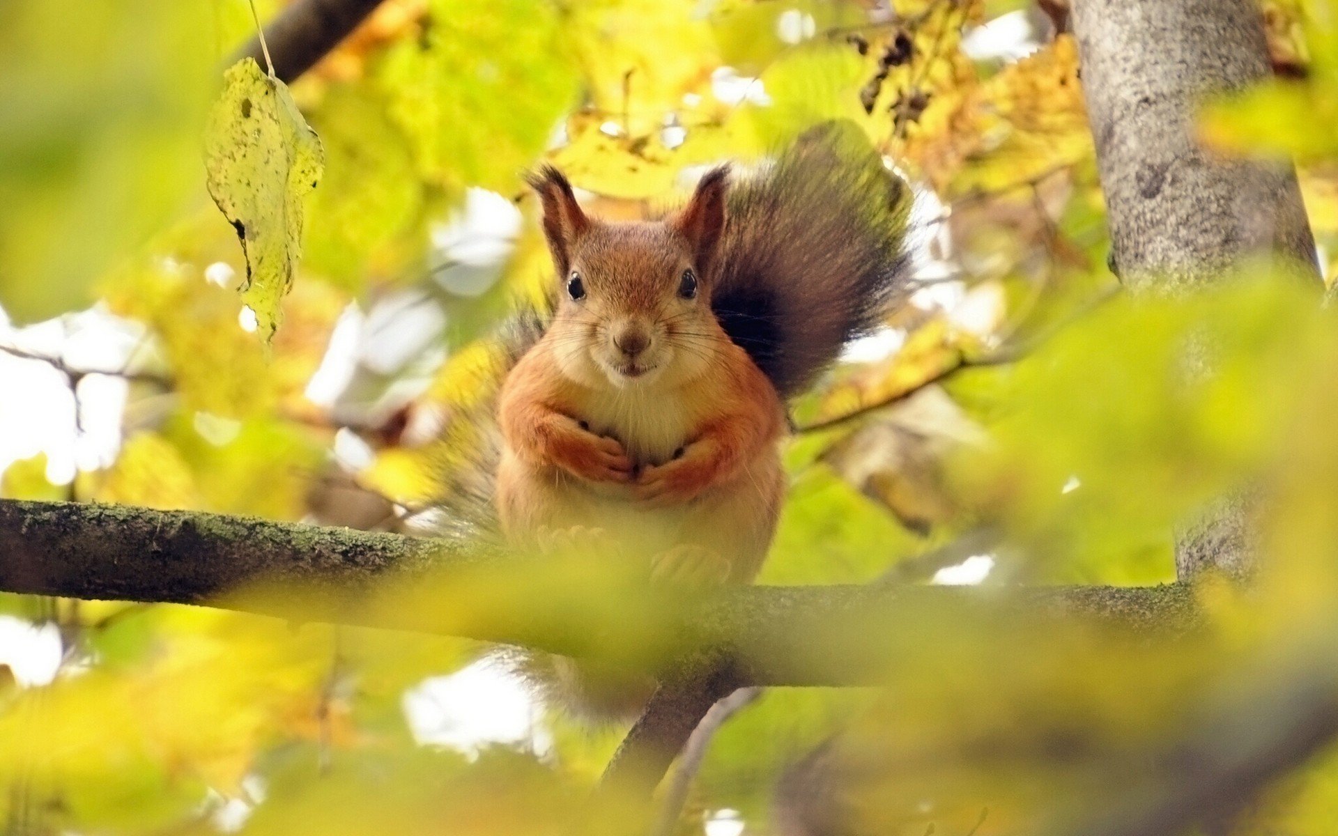 scoiattolo rosso su ramo albero foglie sfocatura bokeh