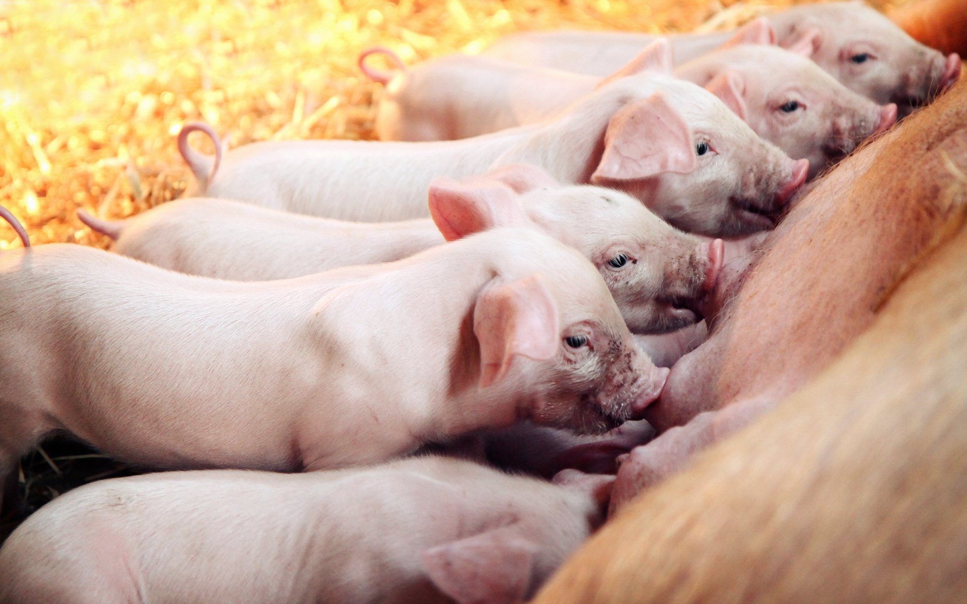 piglets pigs barn