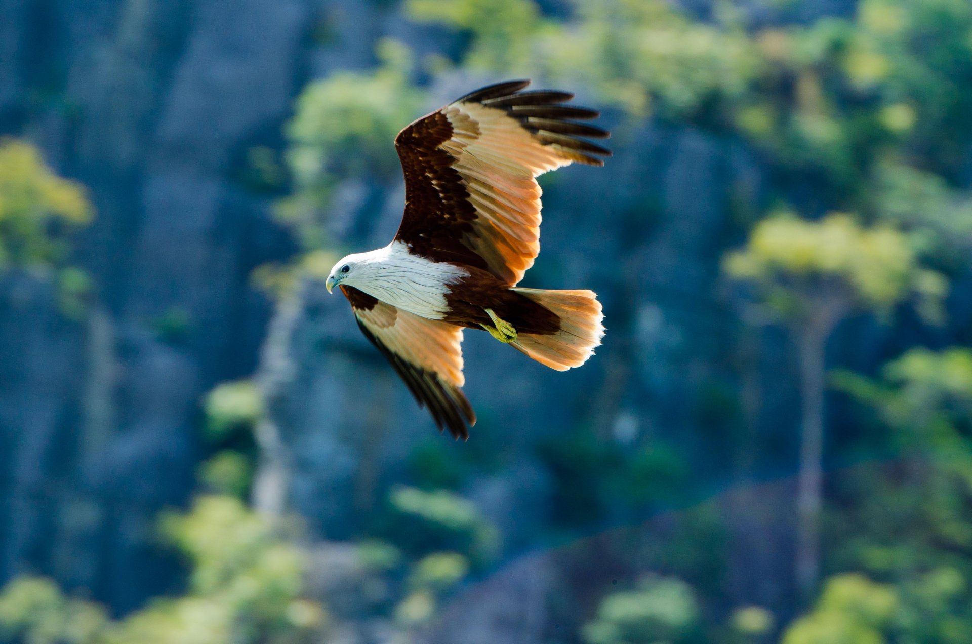 poultry predator eagle background