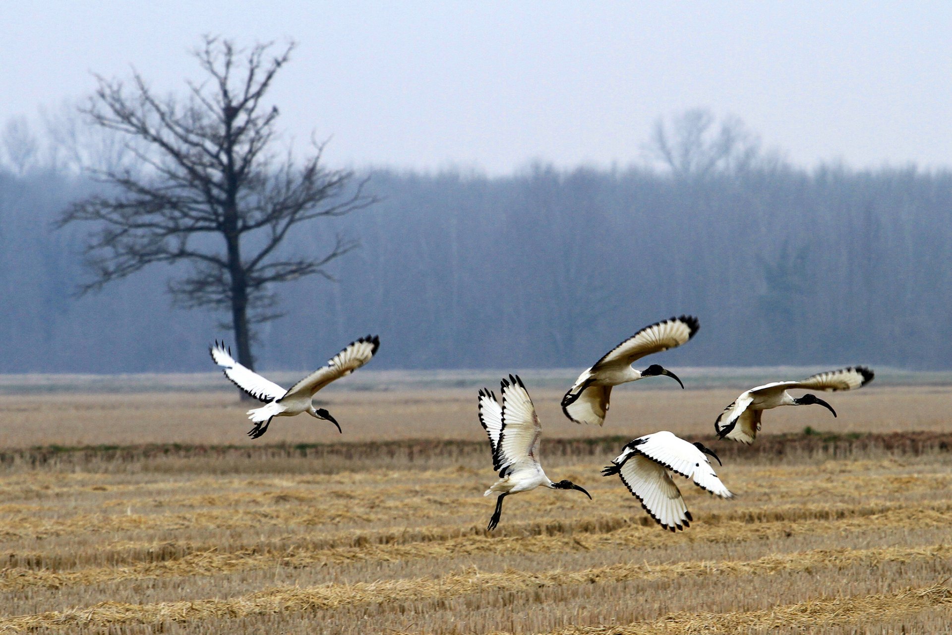 las pole drzewo ptaki święty ibis