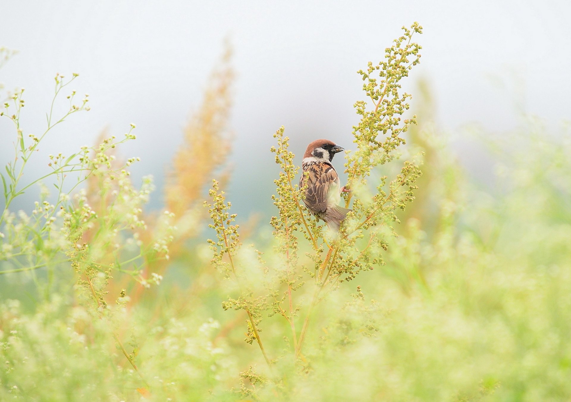 grass branches poultry sparrow field