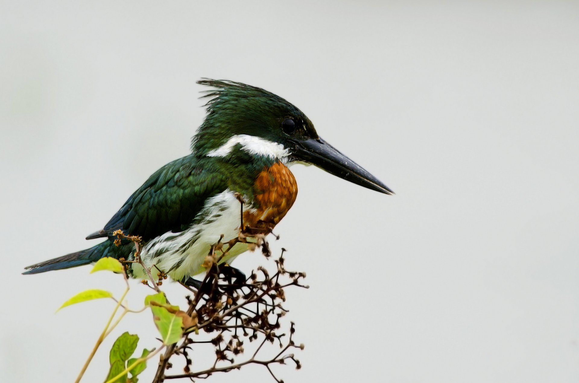 branche feuilles oiseau martin-pêcheur fond clair