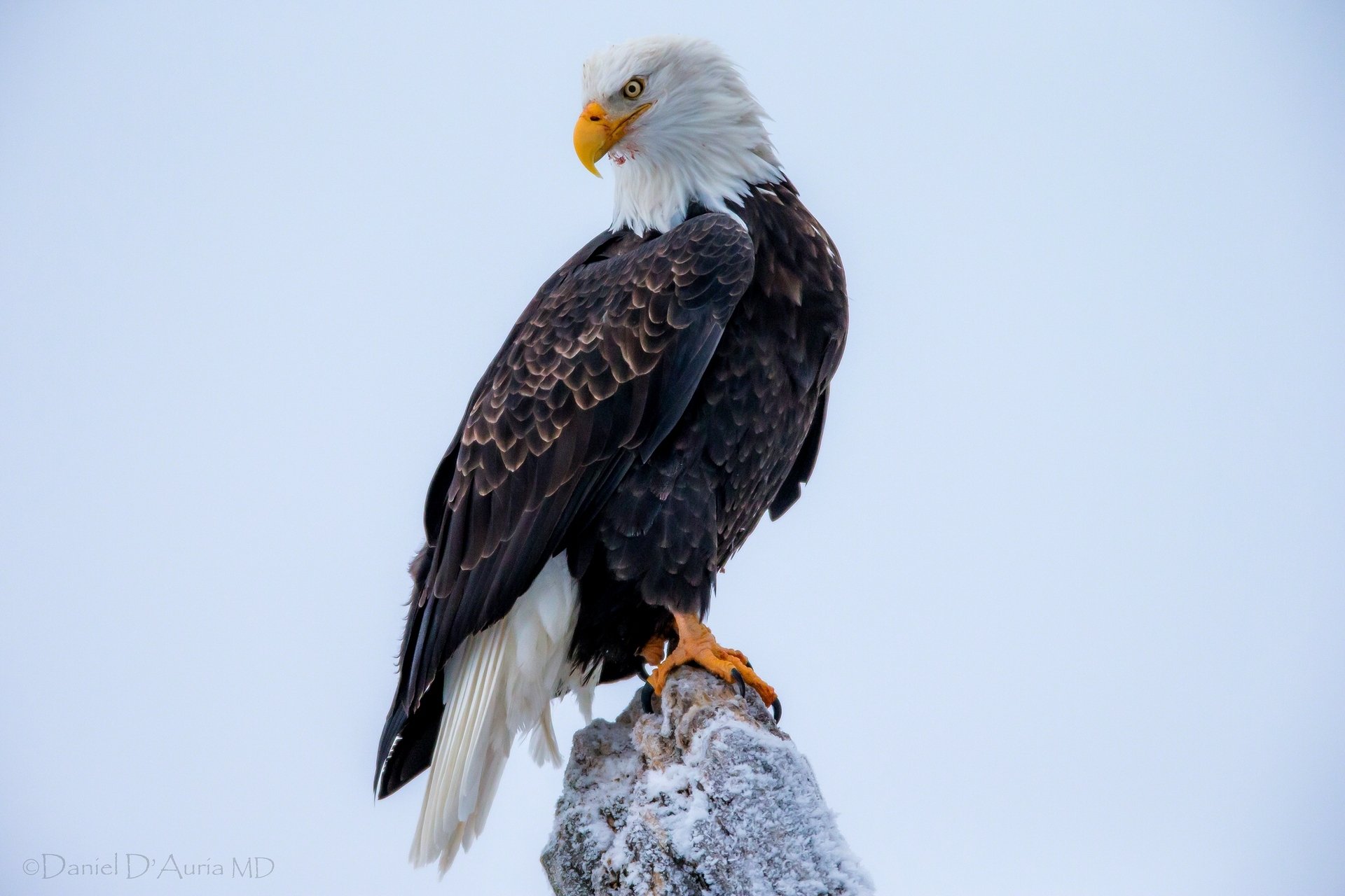 aquila calva uccello predatore