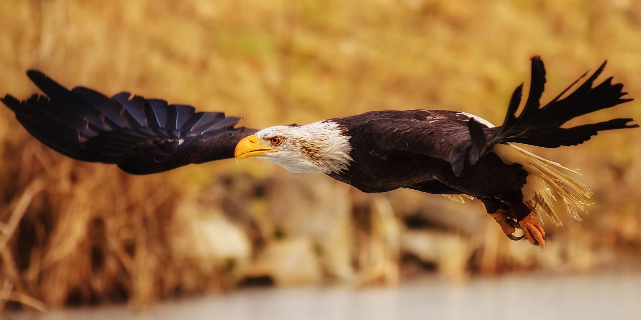 aquila calva uccello predatore ali