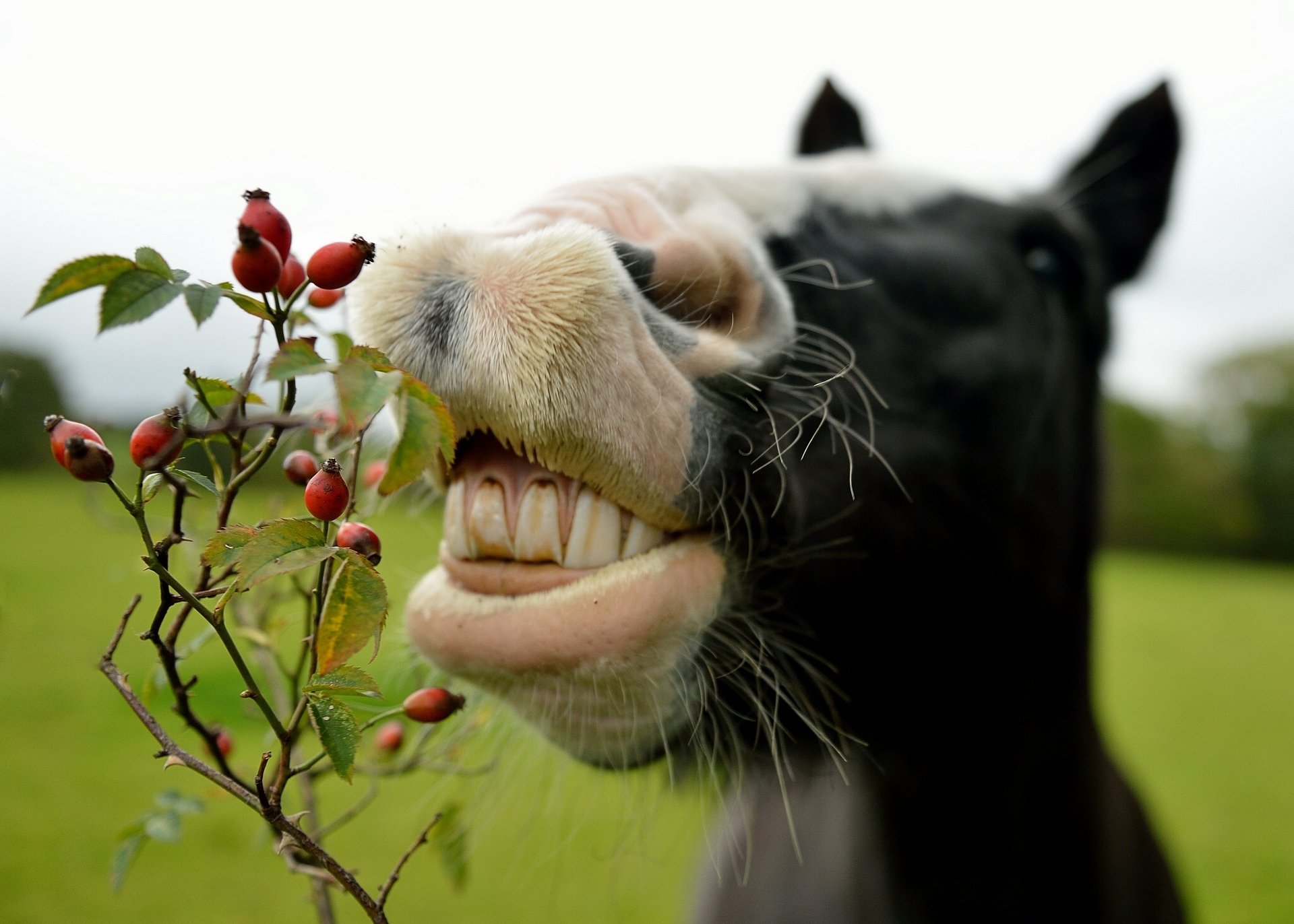 cheval églantier museau dents