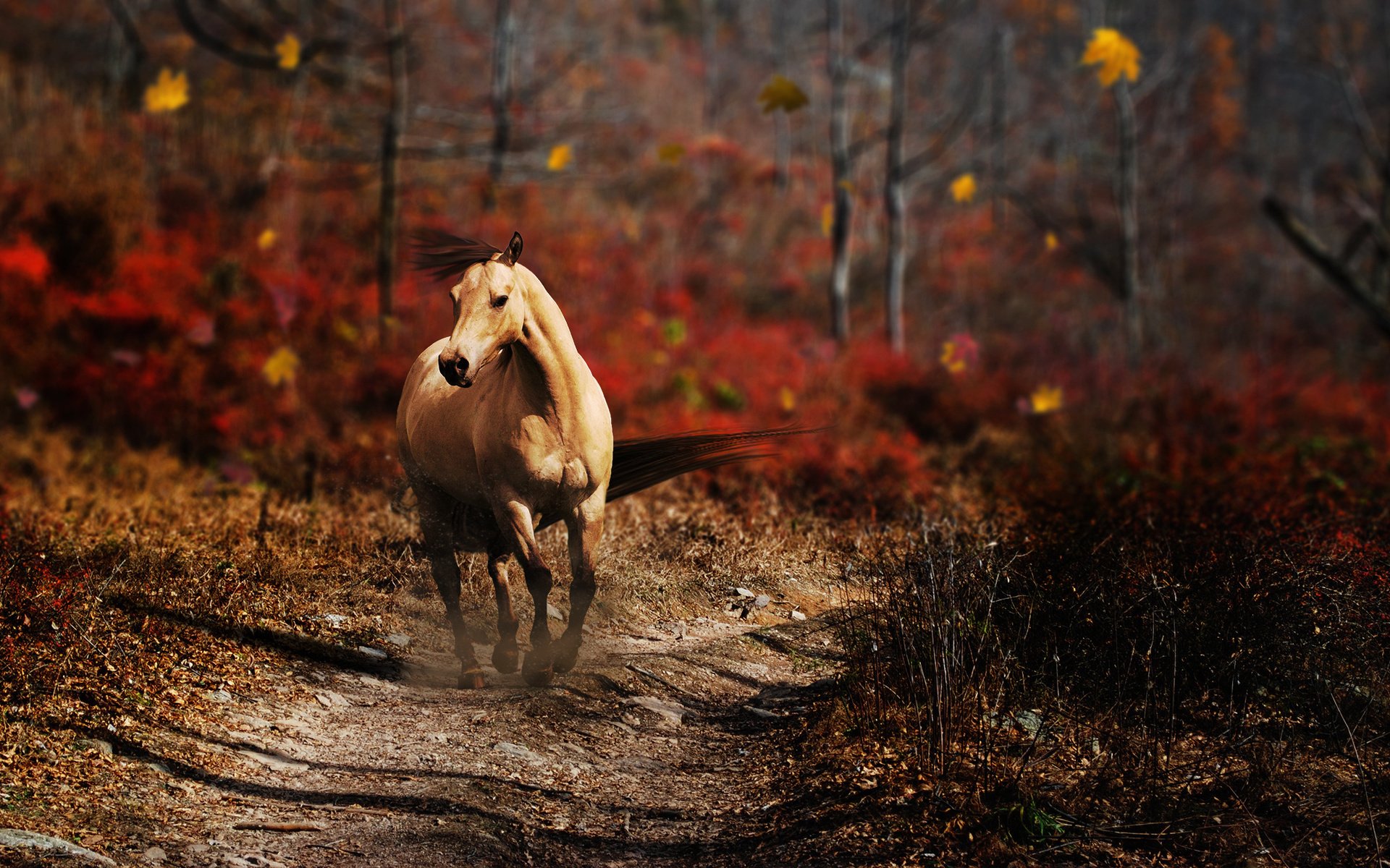 bosque otoño camino camino caballo melena