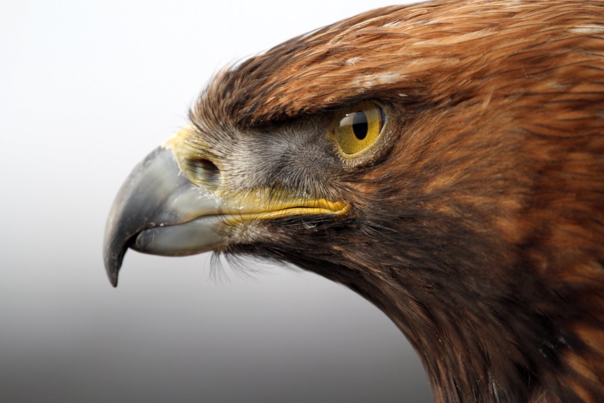 águila dorada pájaro depredador cabeza pico vista