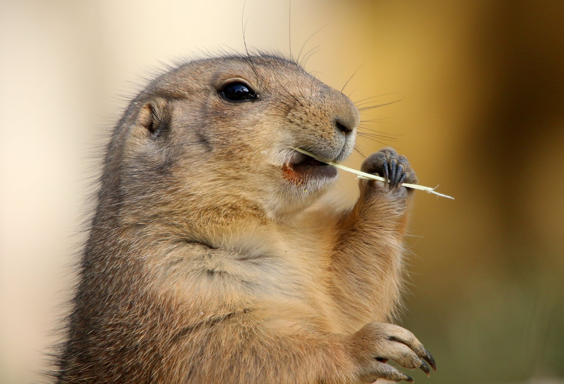 marmotte babac pattes foin herbe