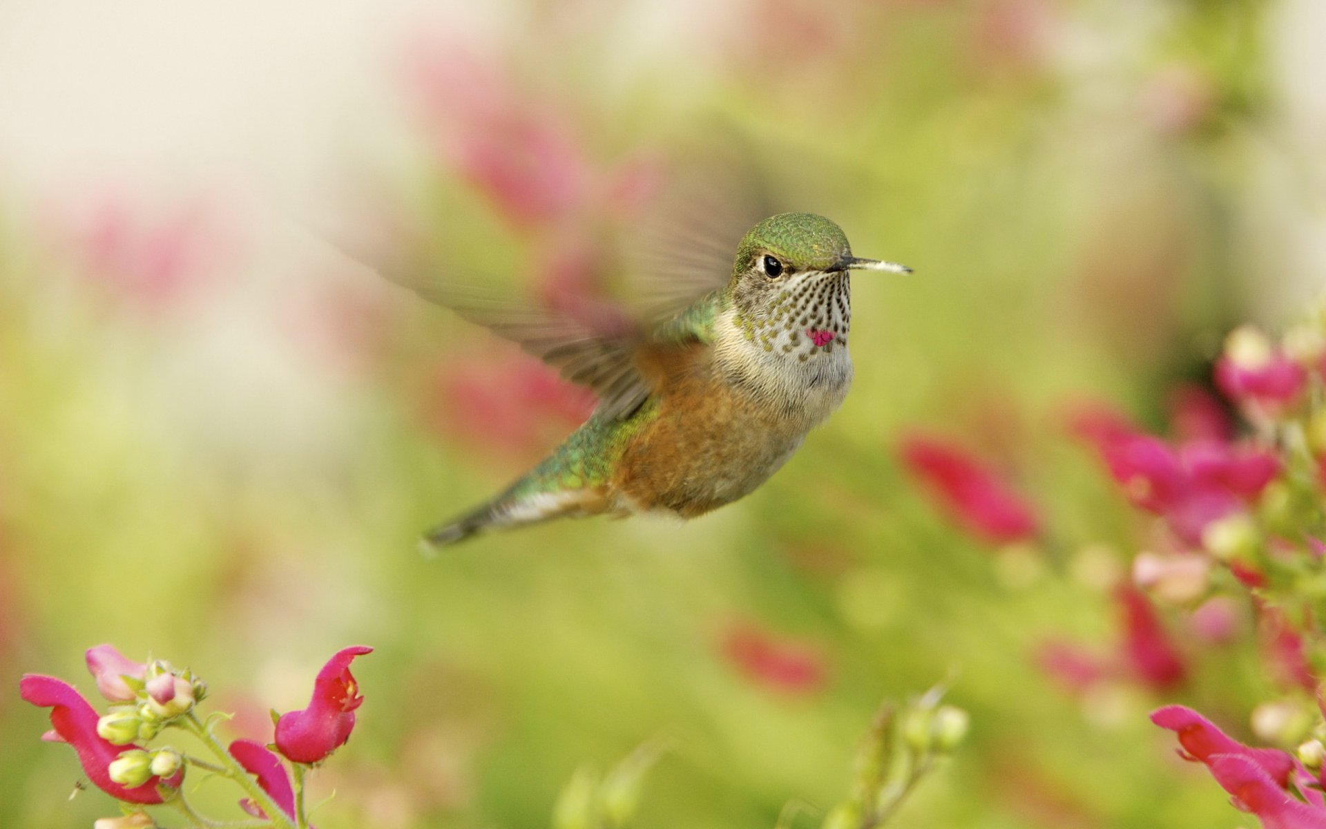 hummingbird bird close up in flight