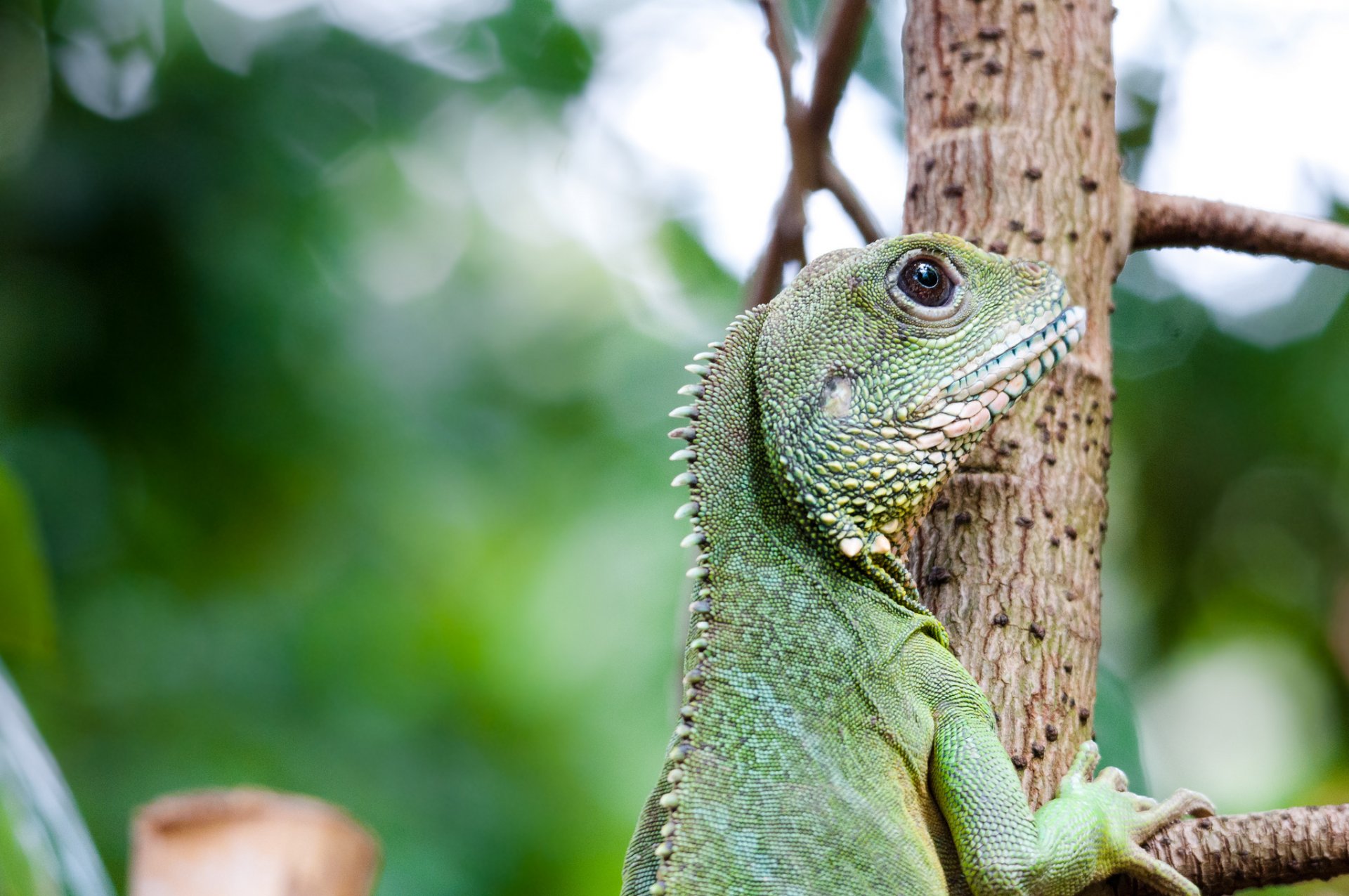 jaszczurka zielona iguana profil widok drzewo