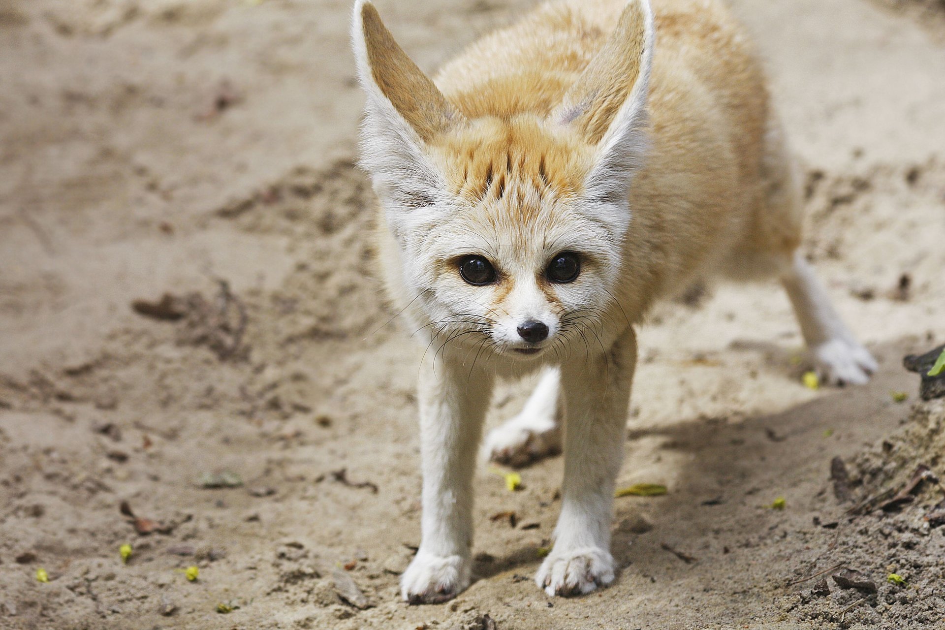 renard fenouil oreilles sable