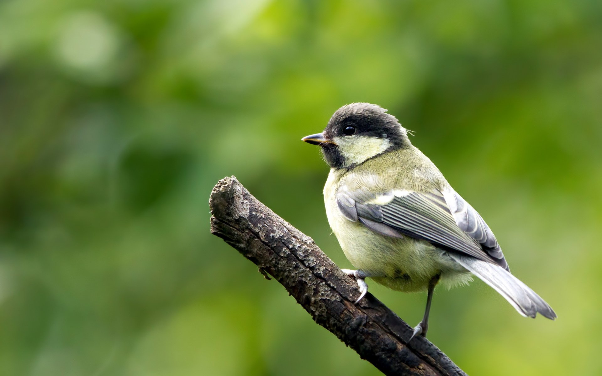 oiseau nature fond