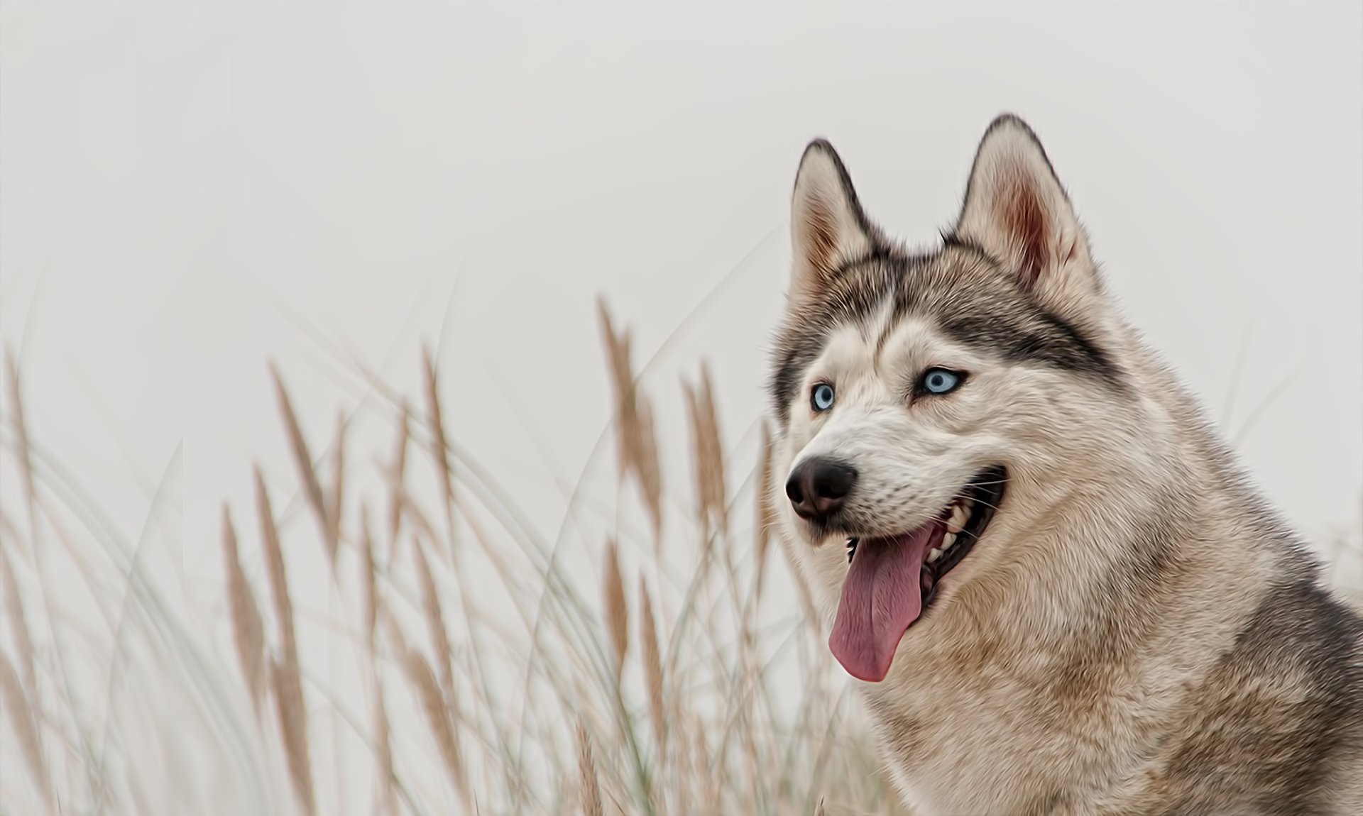 pies husky siberian husky niebieskie oczy spojrzenie