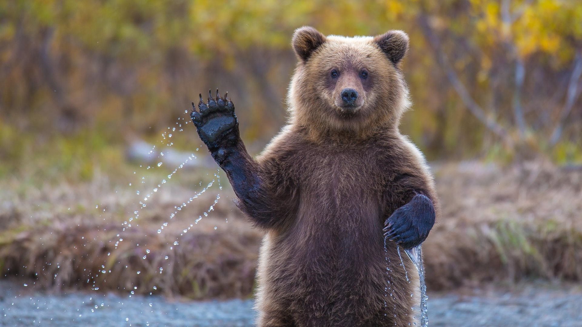 bär grizzlybär alaska hallo