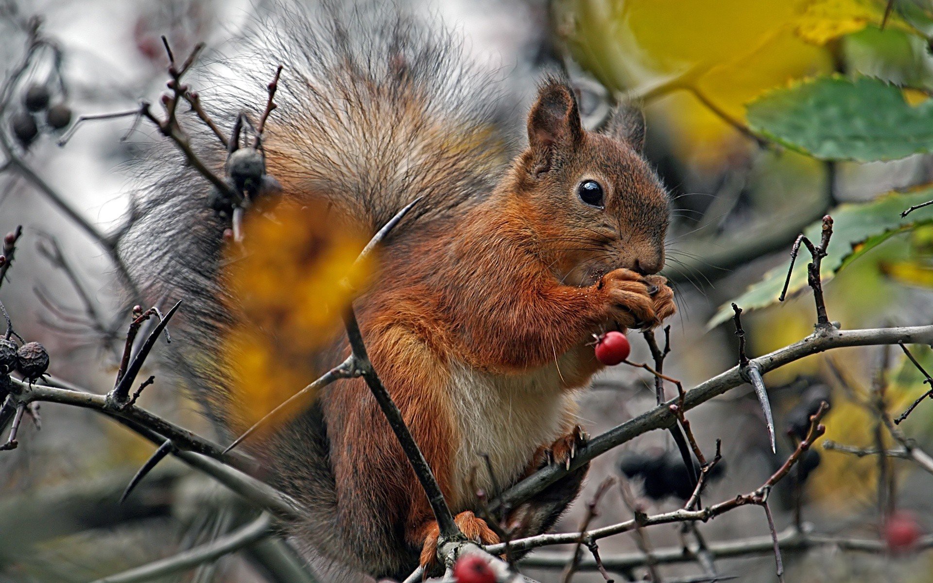 baum zweige beeren eichhörnchen flauschig schwanz