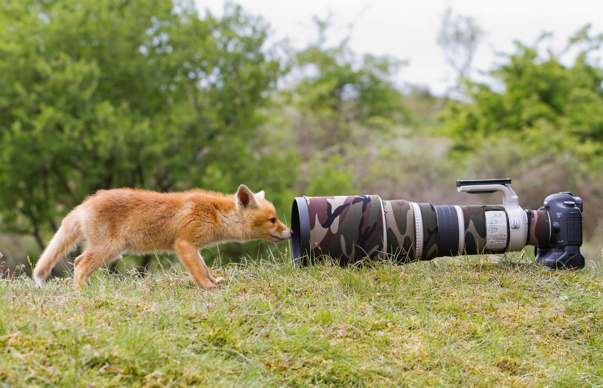 fox animals nature grass the camera a camera lens curiosity