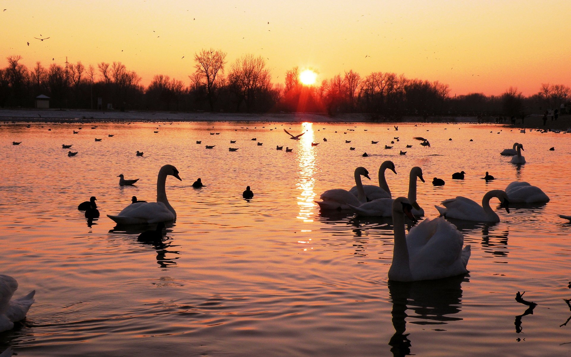 lac étang cygnes canards oiseaux forêt ciel aube coucher de soleil paysage